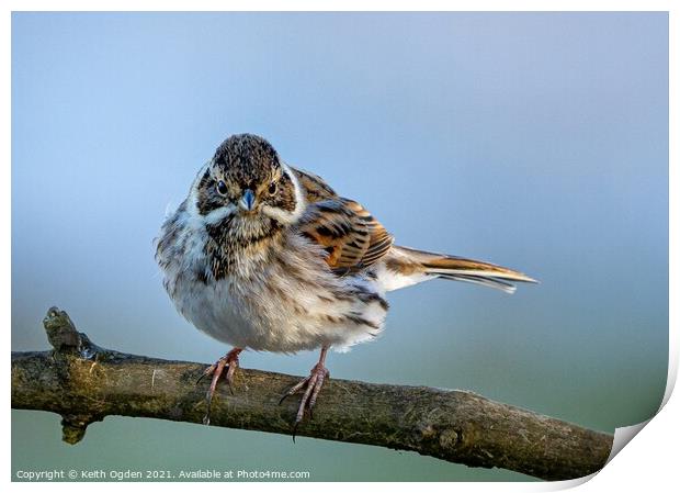 Reed Bunting  Print by Keith Ogden