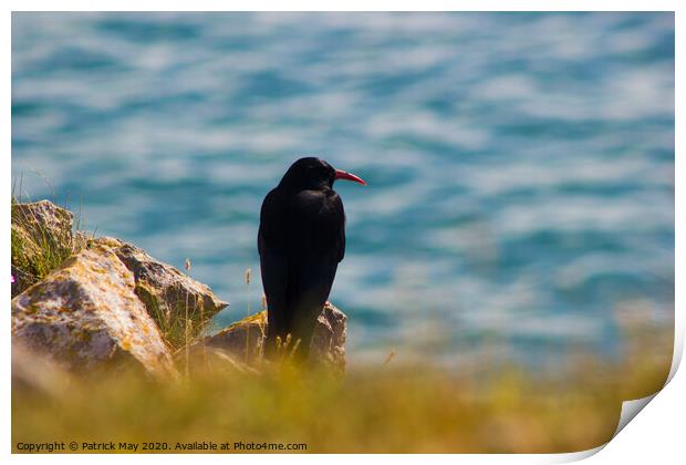 Chough on cliff Print by Paddy Art