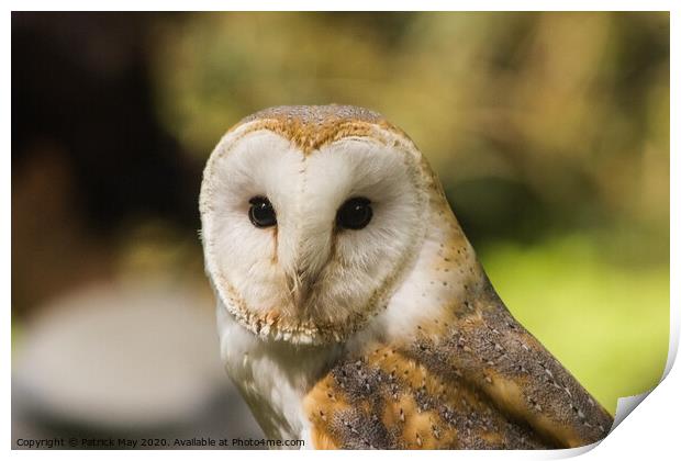Observed by a Barn Owl Print by Paddy Art