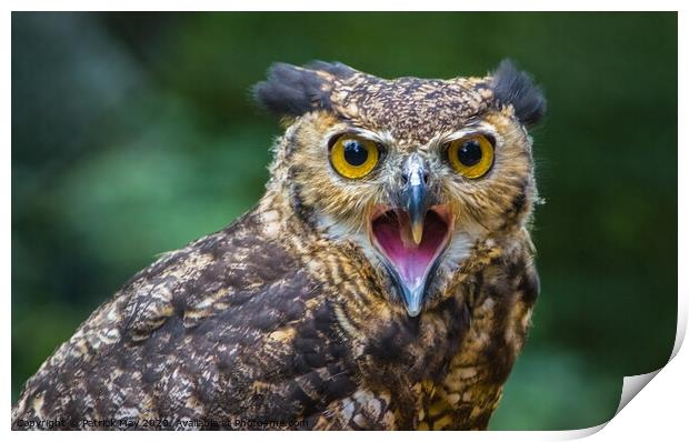 Screeching Eagle owl Print by Paddy Art