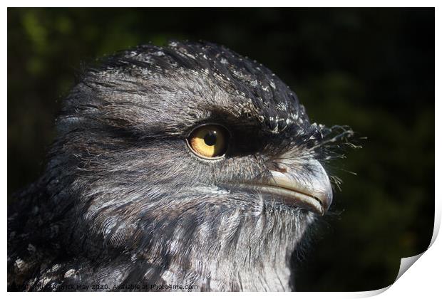 Tawny Frogmouth Print by Paddy Art