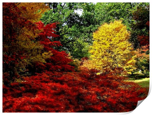 Autumn Acers in Westonbirt Print by Paddy Art