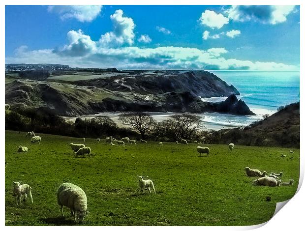 Sheep Above Three Cliffs Bay - Gower Print by Paddy Art