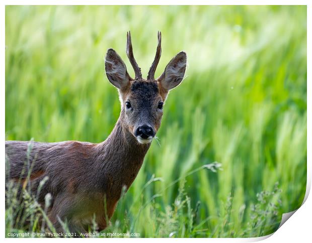 A deer standing on a lush green field Print by Paul Tyzack