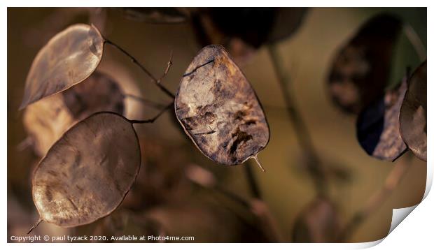 Seed pods Print by Paul Tyzack