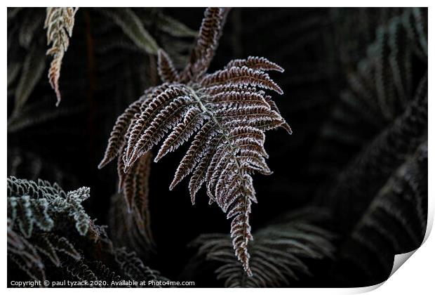 Icy fern Print by Paul Tyzack