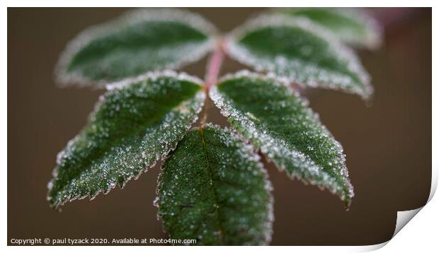 Frosted Leaves Print by Paul Tyzack