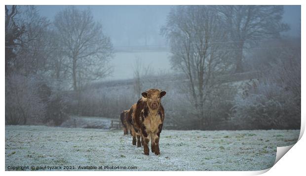 A cow standing on top of a snow covered field Print by Paul Tyzack