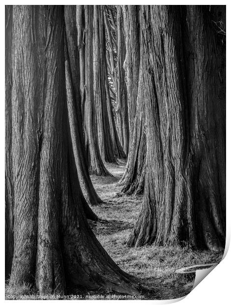 Tree Line at Plas Newydd House, Anglesey, Wales Print by Stephen Munn