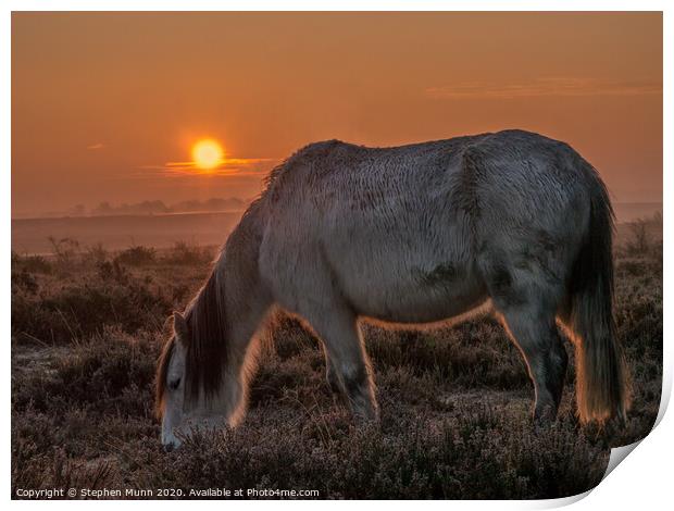 New Forest Pony at Dawn Print by Stephen Munn