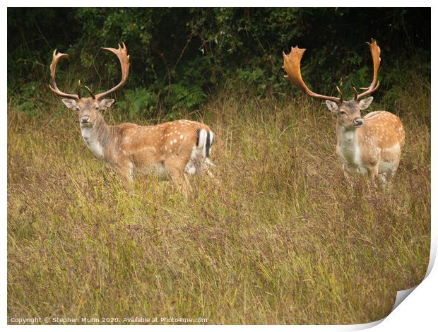 Sika Stags New Forest National Park Print by Stephen Munn