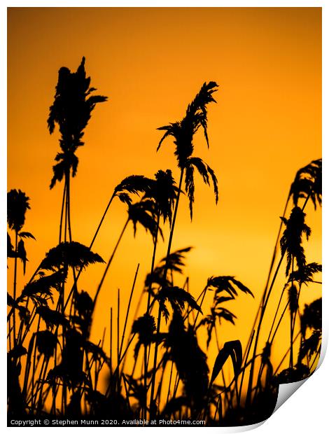 Dawn reeds Print by Stephen Munn