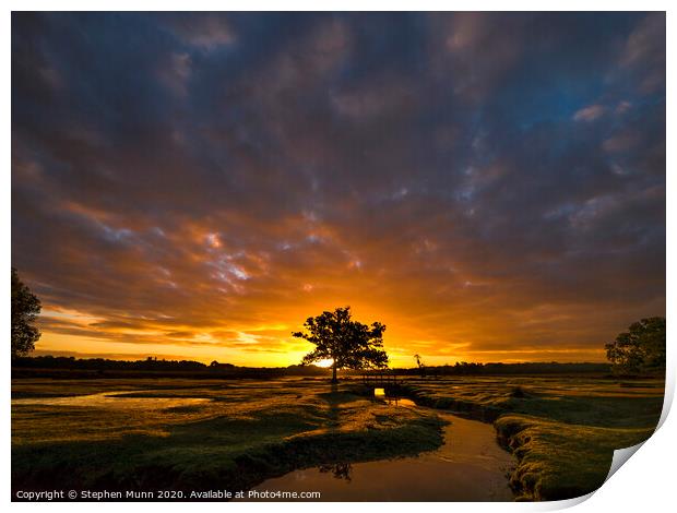 Stream sunrise, New Forest National Park  Print by Stephen Munn