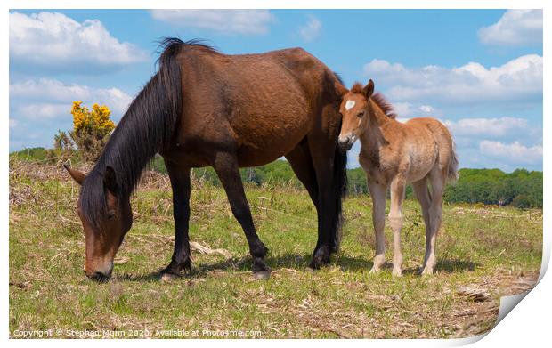 Brown Pony and Foal, New Forest National Park Print by Stephen Munn