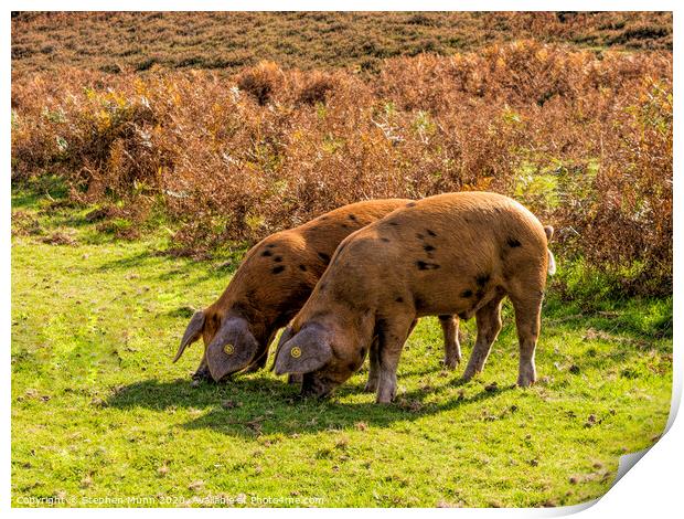 Brown Pannage Pigs , New Forest National Park Print by Stephen Munn