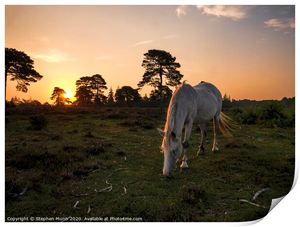 New Forest Pony at Rockford Common at dawn Print by Stephen Munn