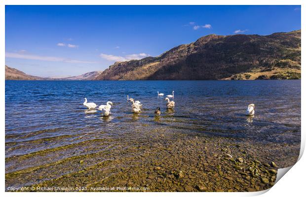 Swans congregate on Ullswater. Print by Michael Shannon