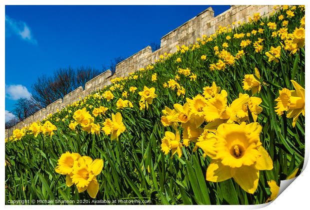 Daffodils decorate the City Walls in York Print by Michael Shannon