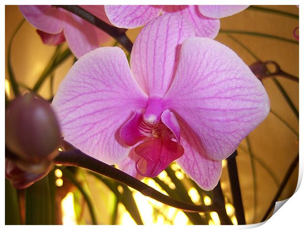 Pink Orchid  Print by amanda smith