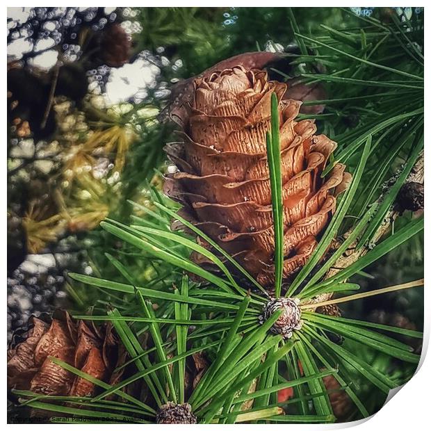 Macro pinecone Print by Sarah Paddison