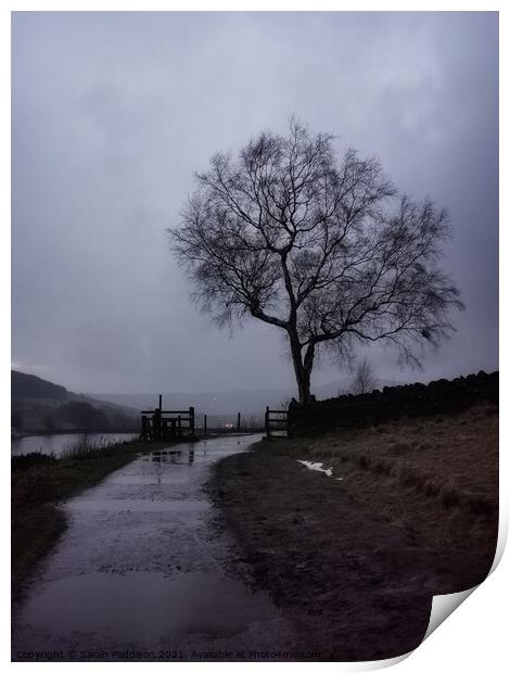 Solitary tree and fence at Dovestones Print by Sarah Paddison