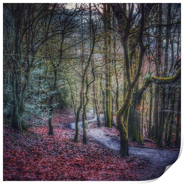 Path through an autumnal wonderland Print by Sarah Paddison