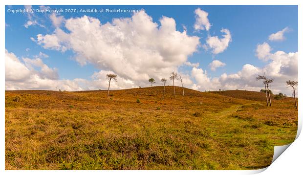a windswept hill, canford heath, poole, uk Print by Roy Hornyak