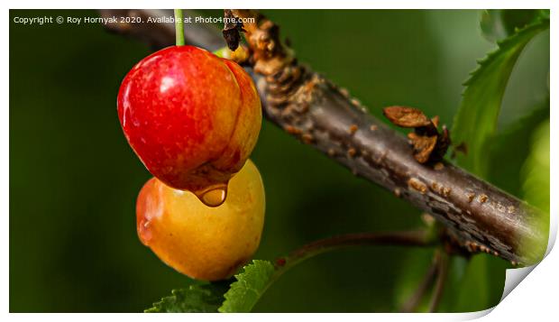 cherries ready for picking Print by Roy Hornyak