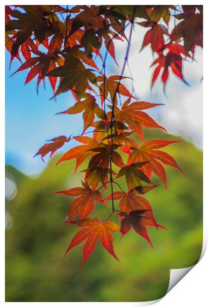 Acer  Print by Tony Brooks