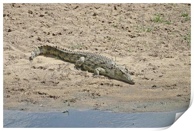 Nile Crocodile Print by Michael Smith