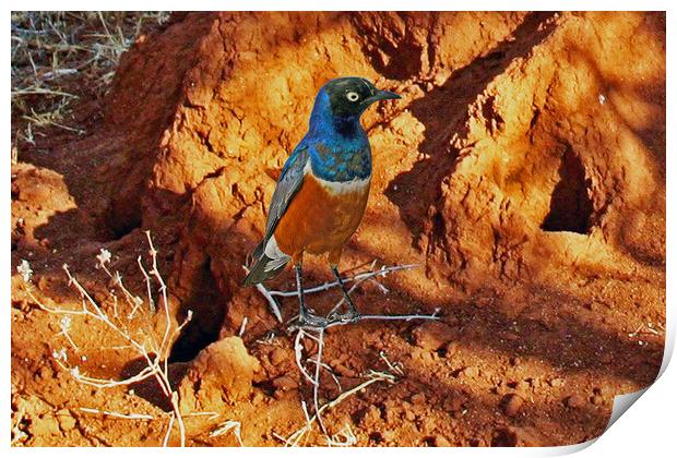 Superb Starling Print by Michael Smith