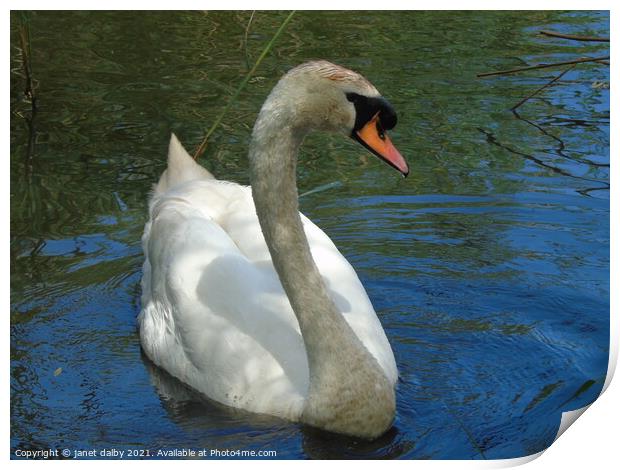 swan Print by janet dalby