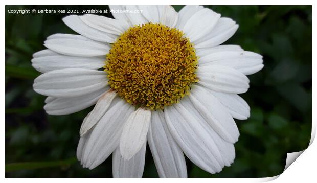 Plant flower Print by Barbara Rea