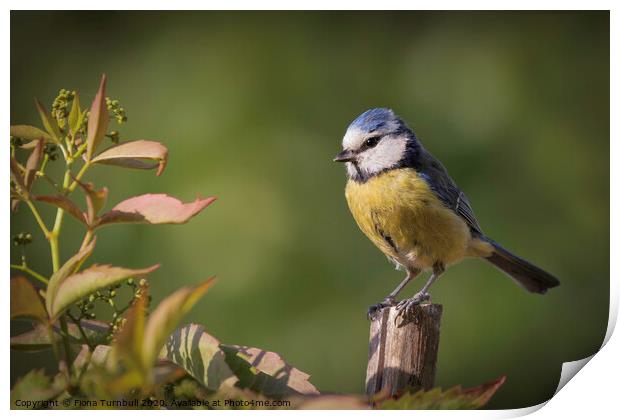 An adorable Blue Tit! Print by Fiona Turnbull