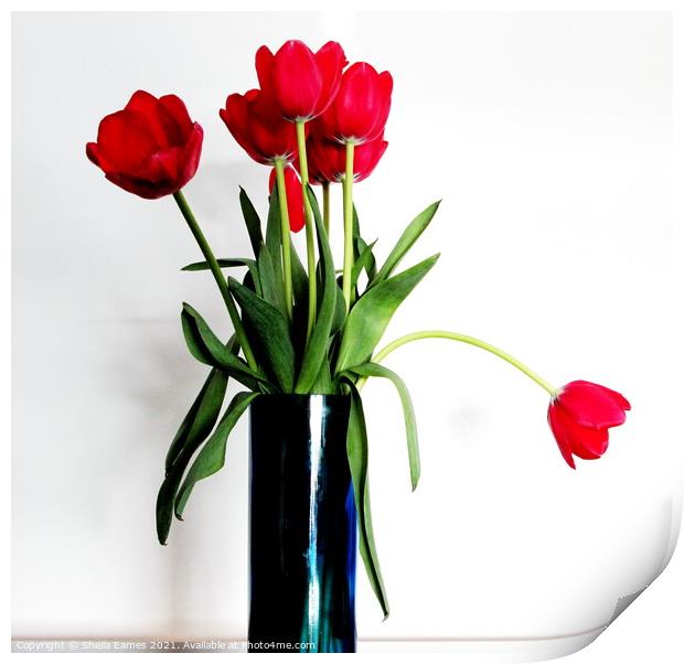 Red Tulips in a Blue Vase Print by Sheila Eames