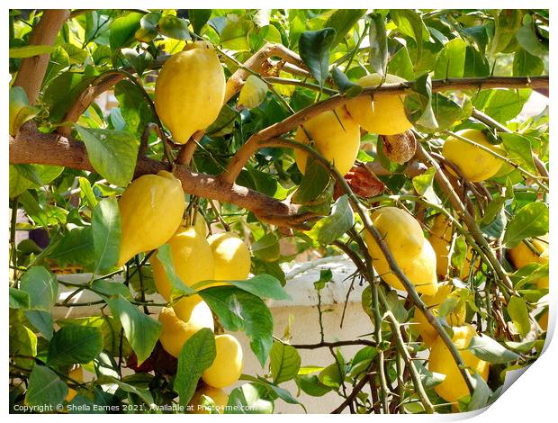 Lemons on the Tree Print by Sheila Eames
