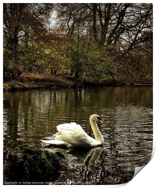 Swans of Haddow House Print by Ashley Bremner