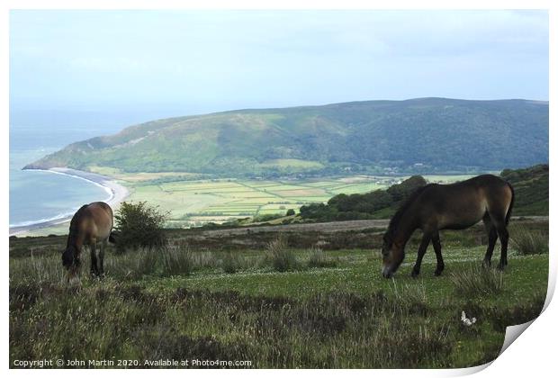 Exmoor Ponies grazing near Porlock, Somerset  Print by John Martin