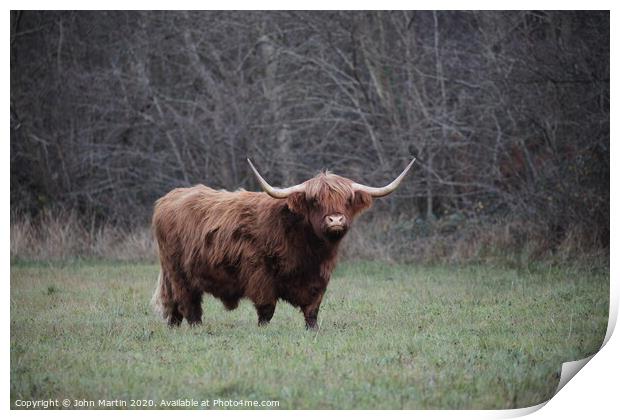 A Highland Cow grazing on the Somerset Levels Print by John Martin