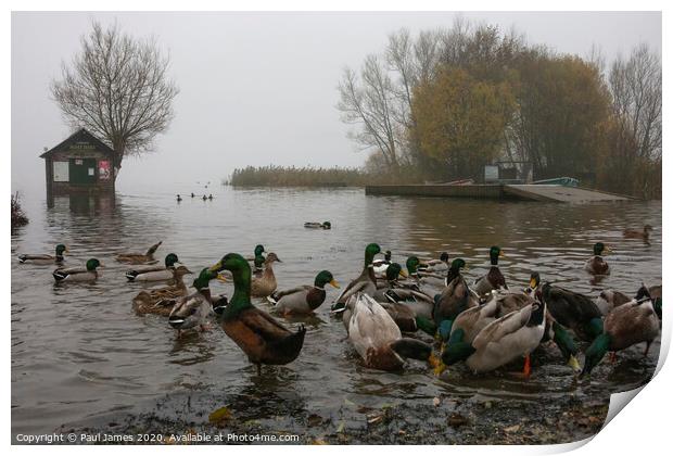The ducks and the flood Print by Paul James