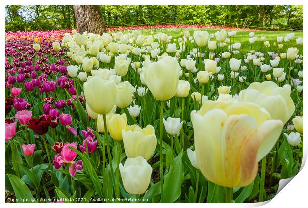 the blossoming of tulips in a park Print by daniele mattioda