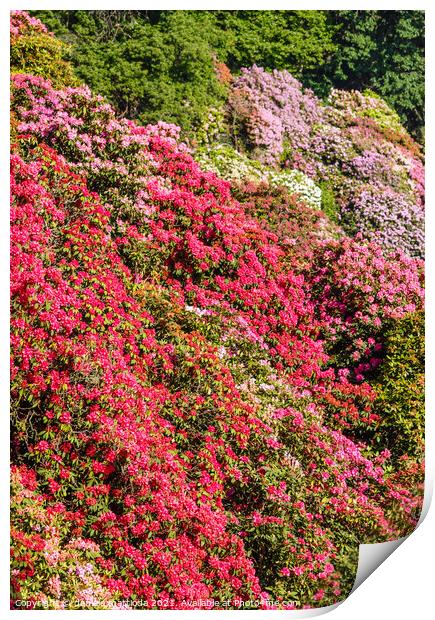the valley of flowered rhodondendros  Print by daniele mattioda