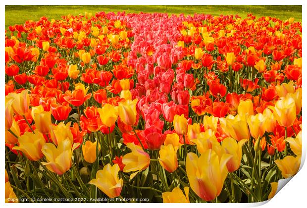 the blossoming of tulips in a park Print by daniele mattioda