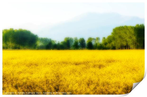 EFFECT ORTON on a field of yellow rapeseed flowers illuminated by the sun  Print by daniele mattioda