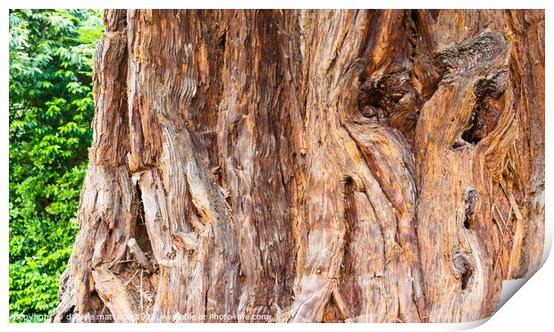 close-up of a sequoia Print by daniele mattioda