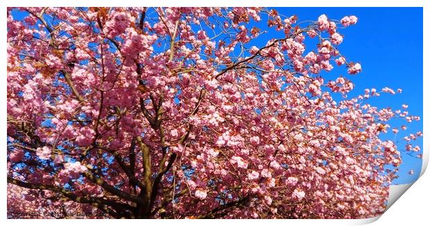Cherry Blossom tree Print by Michele Davis