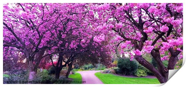 Cherrry Blossoms, Avenham & Miller Park Print by Michele Davis