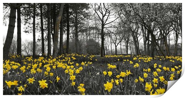 Daffodils Stanley Park, Blackpool Print by Michele Davis