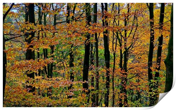 Autumn Trees, Forest of Bowland Print by Michele Davis