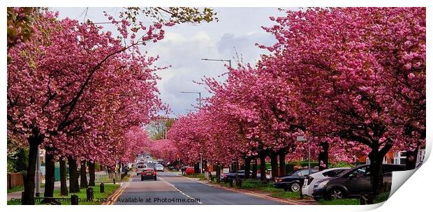 Cherry Blossoms Preston Print by Michele Davis